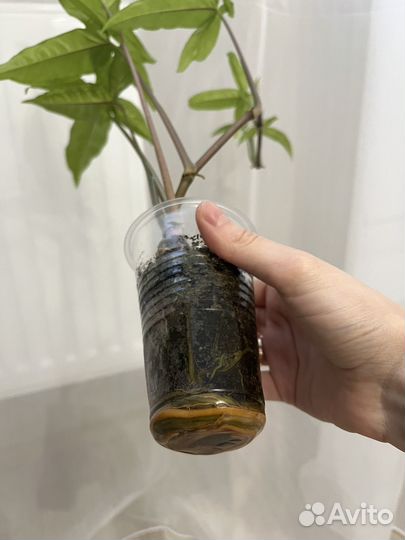 Сингониум spear point / комнатный цветок