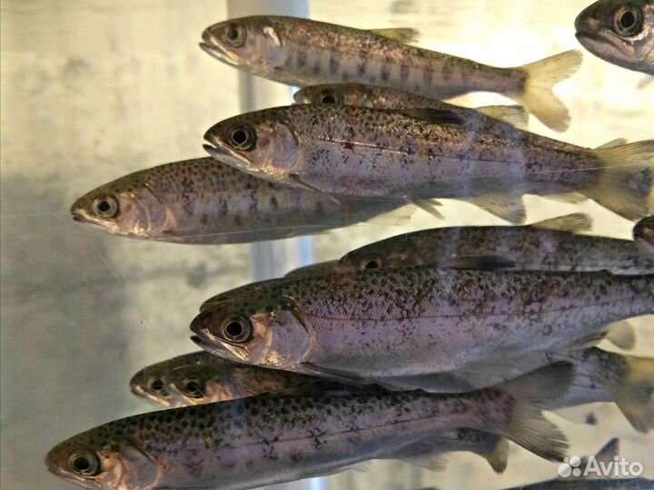 Малек форели