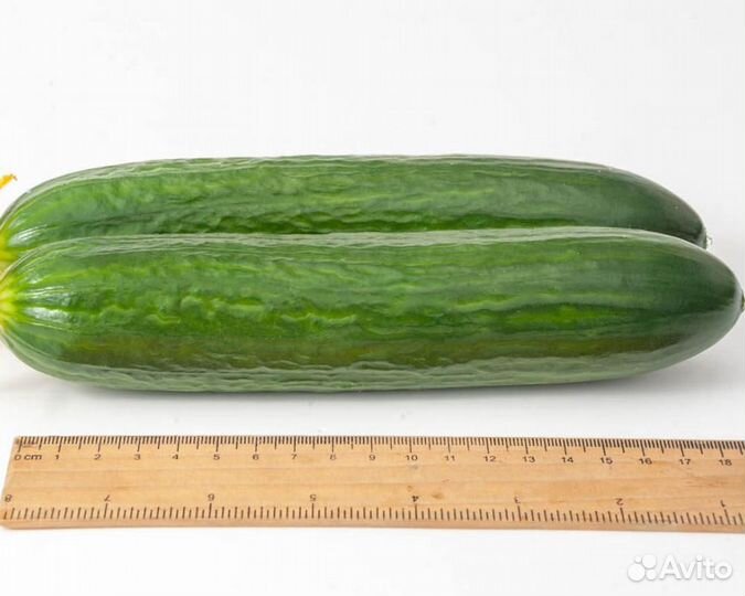 Семена Огурца 