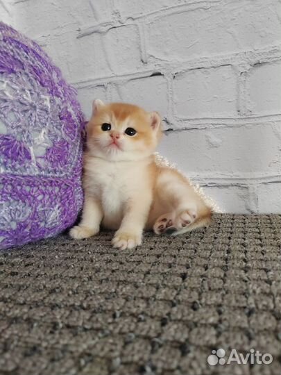 Шотландский котик