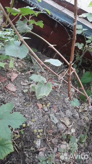 Саженцы винограда