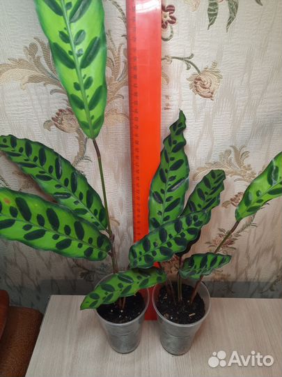 Калатеи лансифолия