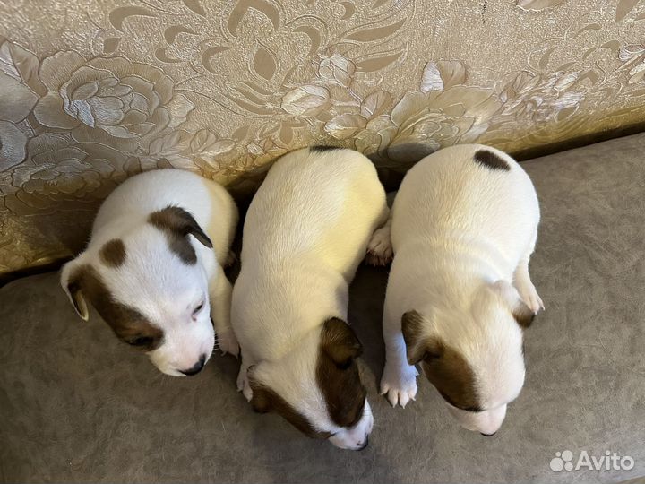 Джек рассел терьер