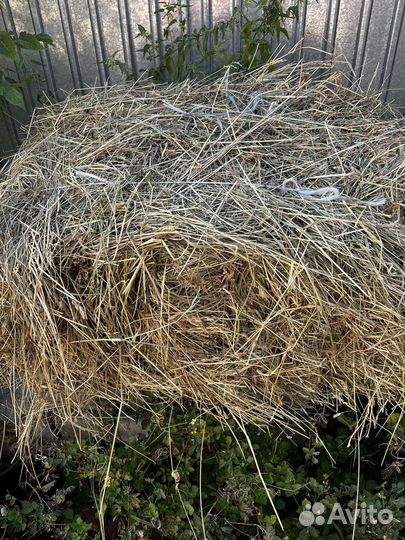 Сено в тюках