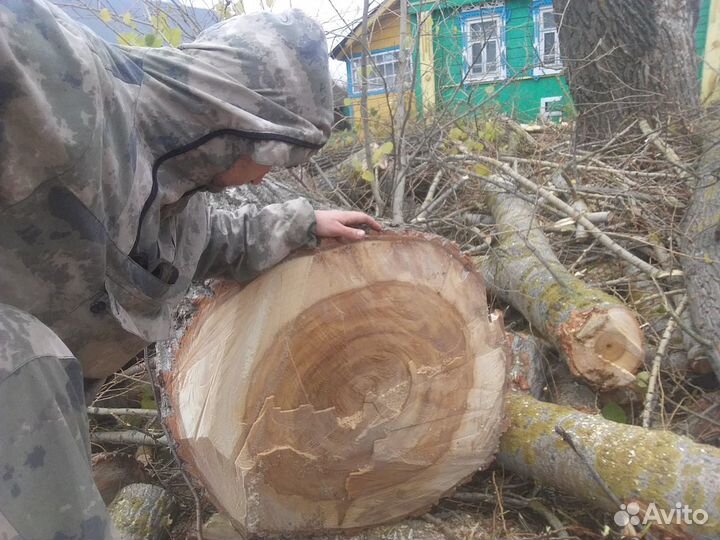 Спил деревьев