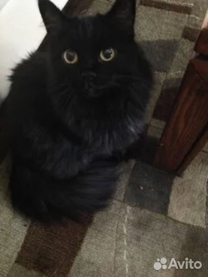 Кошка стала не нужна