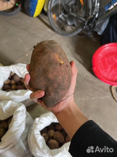 Картофель деревенский
