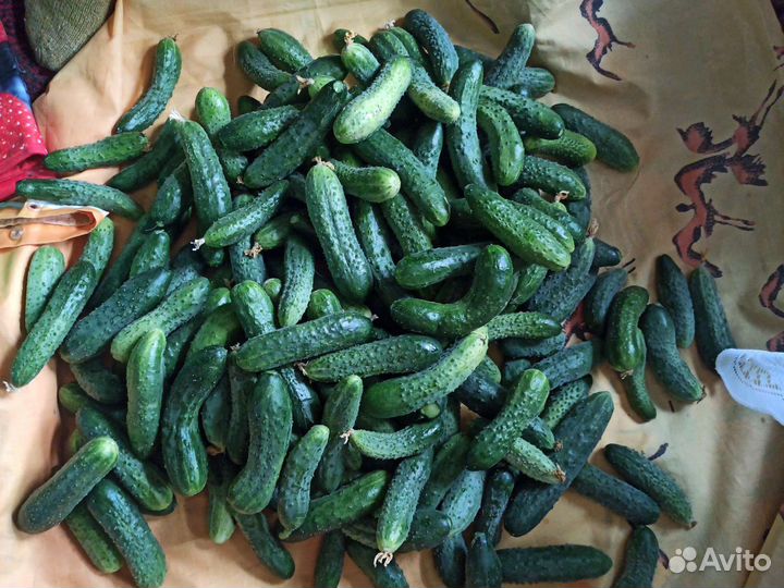 Продажа свежих овощей