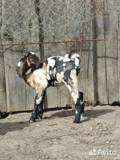 Нубийские козочки