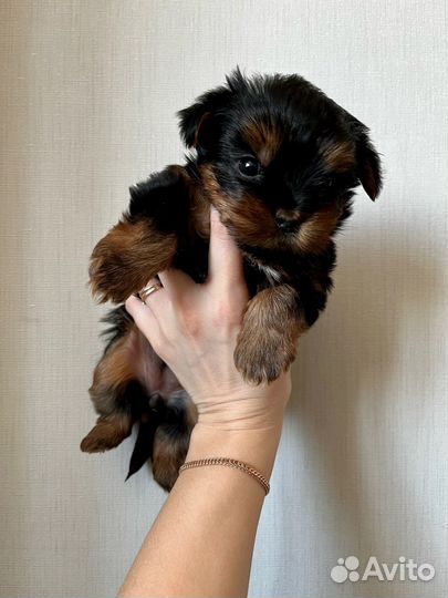 Йоркширский терьер