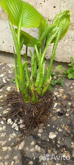 Продается Хоста