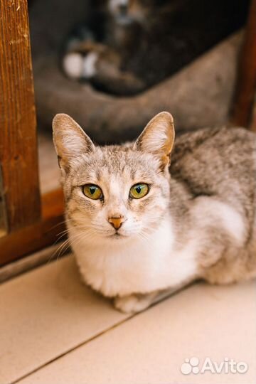 Кошечка ищет дом