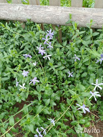 Барвинок синий