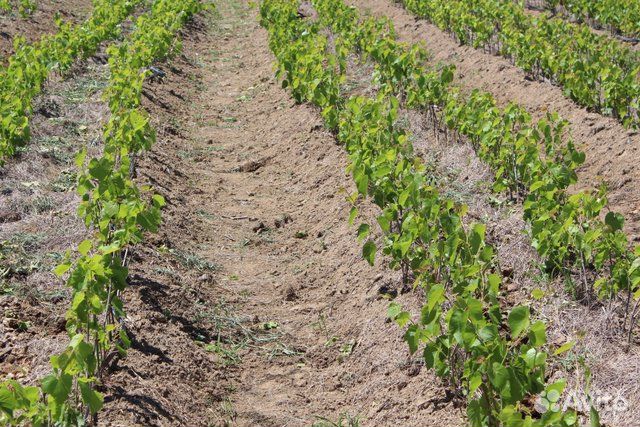 Черенки (чубуки), саженцы подвоя Кобер 5 бб