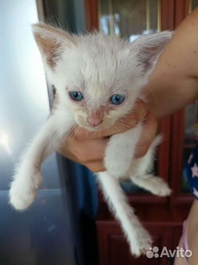 Котёнок белый