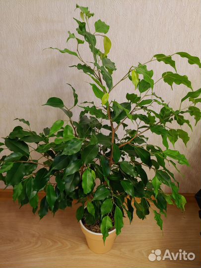 Фикус Голден Моник (взрослое растение)