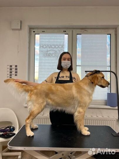 Груминг, модели на стрижку собак