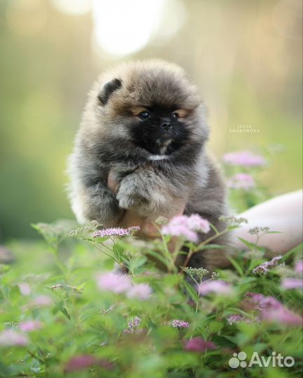 Мини-мини девочка пом