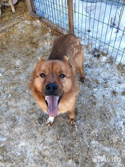 Ищет дом рыжее чудо