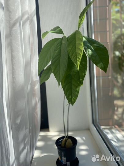 Авокадо дерево