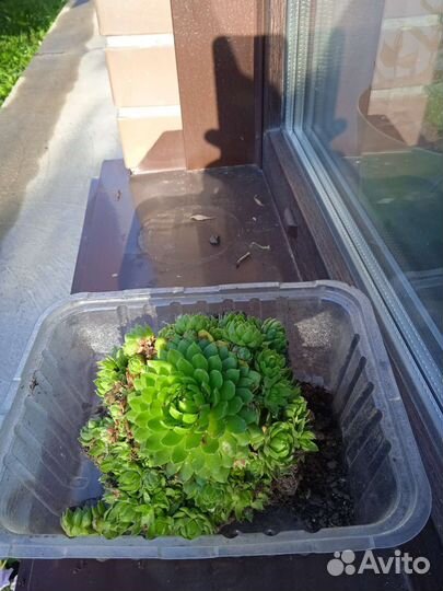 Молодило, каменная роза, суккуленты