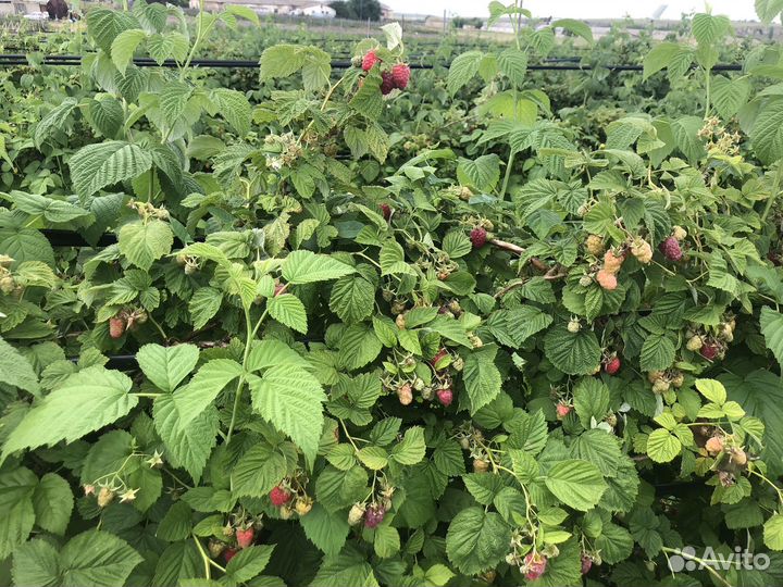 Саженцы малины