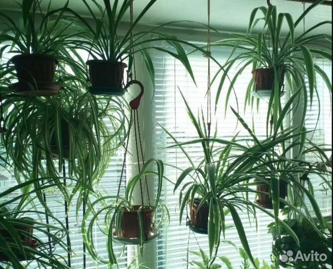 Хлорофитумы в горшочках