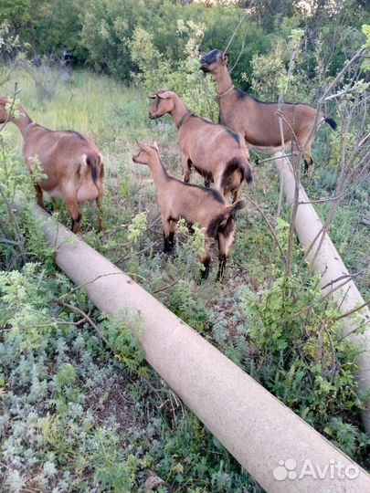 Продам коз
