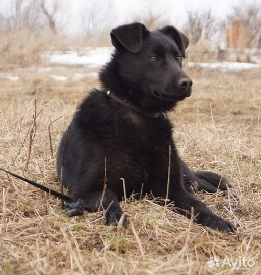 Молодой кобель Гарик ждет вас