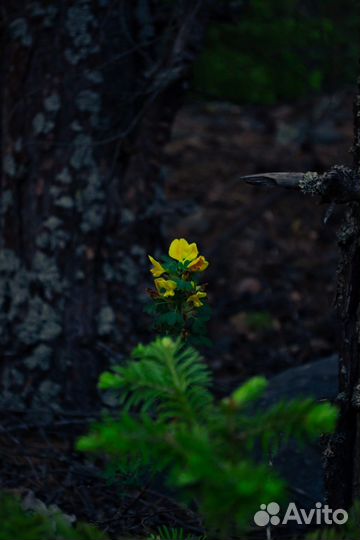 Зеркальный фотоаппарат Nikon D3100