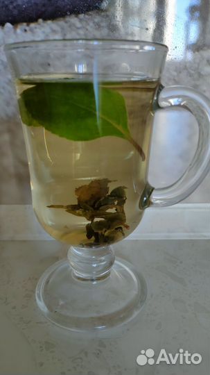 Плектрантус,комнатная мята