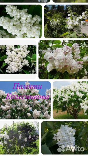 Саженцы сирени