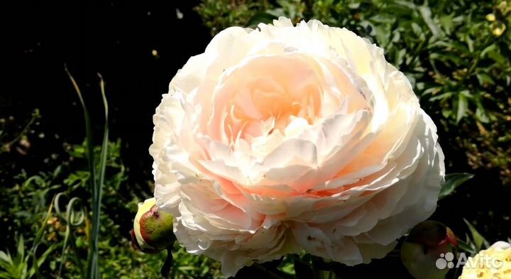 Пион Соланж, корневища