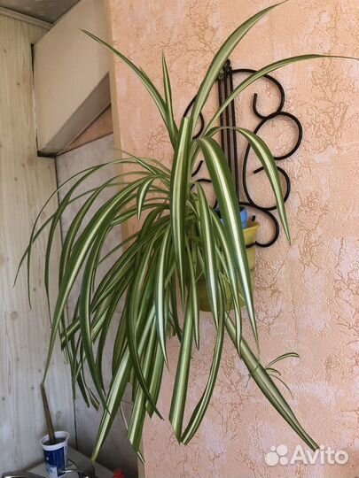 Хлорофитум