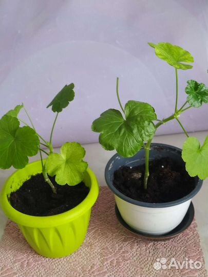 Сансевиерия