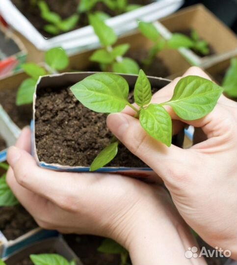 Рассада помидор
