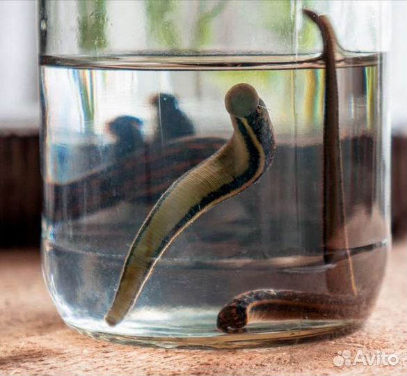 Пиявки восточные