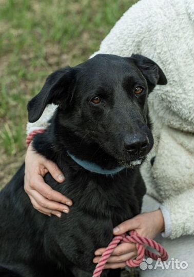 Красавец Бим ждёт своего хозяина