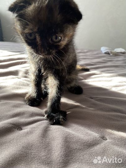 Кошечка в добрые руки бесплатно