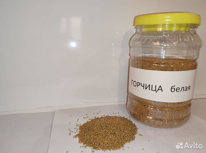 Семена горчицы