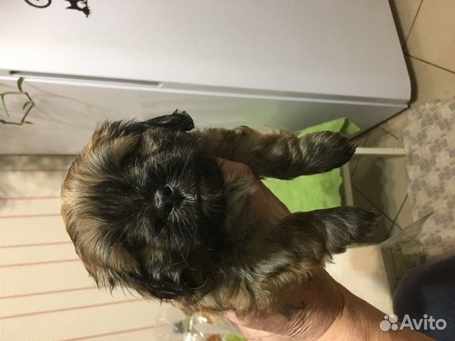 Продам щенков пекинеса