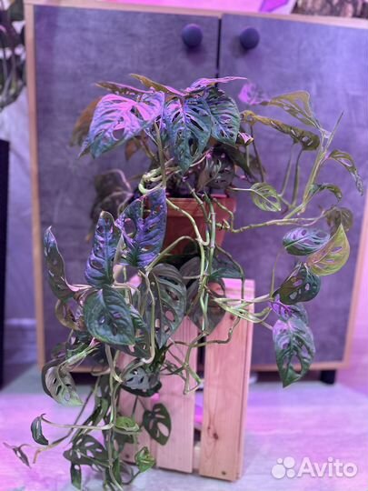 Манстера манки