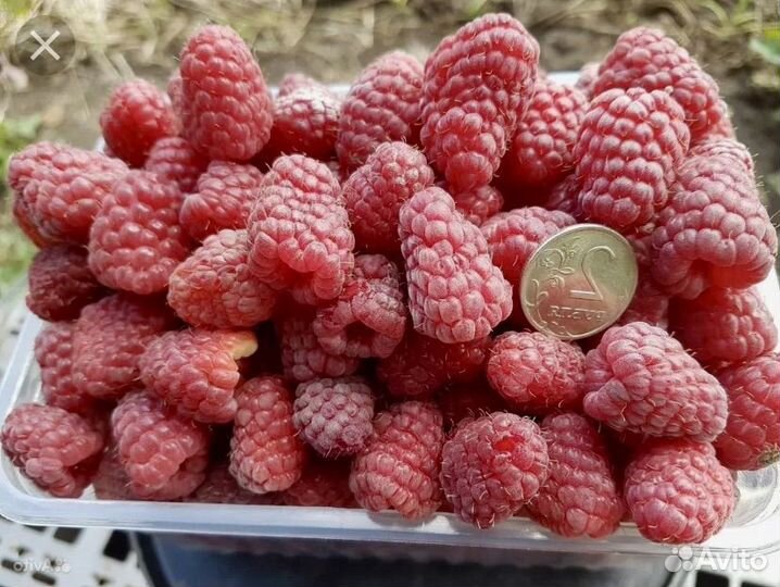 Ремонтантная малина Маравилла