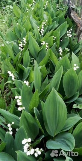 Лекарственные многолетники и цветы