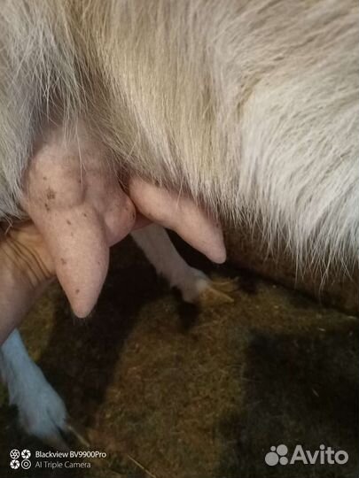 Продам молочных, мясных коз, козлят