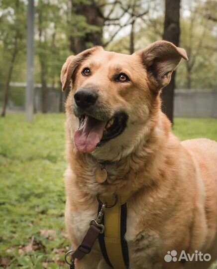 Собака в добрые руки