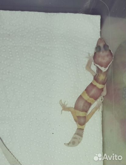 Малыши эублефара 2023 года