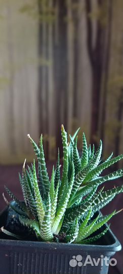 Декоративный цветок алоэ