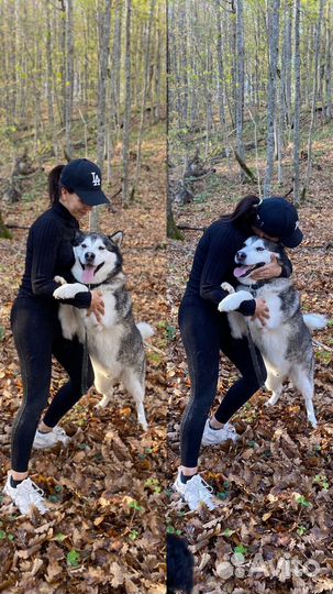 Аляскинский маламут вязка