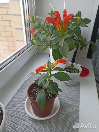 Эсхинантус жар птица